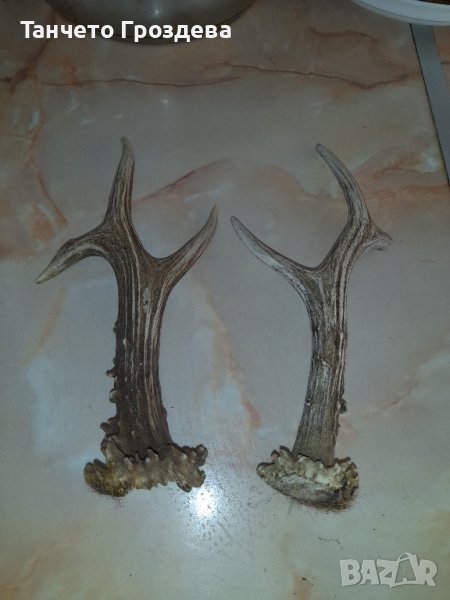 трофей, снимка 1