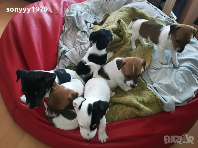 ДЖАКОВЕ СЛАДУРИ 2203221926, снимка 11 - Джак ръсел териер - 36198206