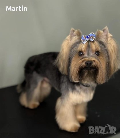 Малък джентълмен йорки търси своята дама 💕🐶