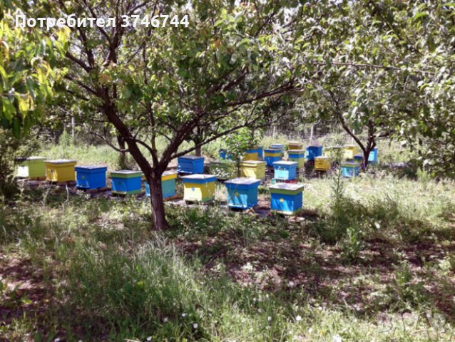 Пчелен мед , снимка 3 - Други - 41550616