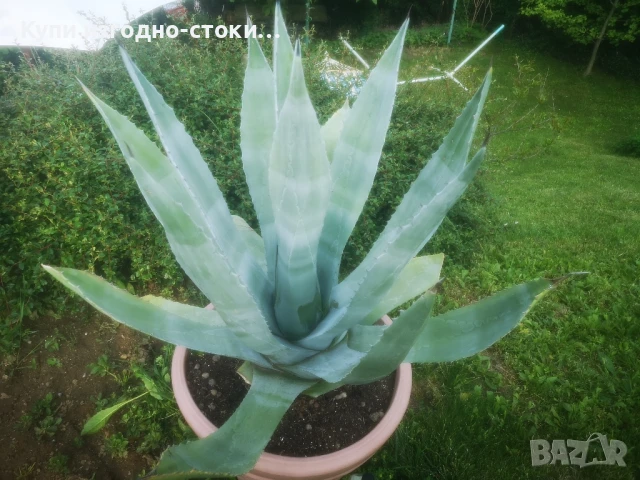 Столетници 2бр 20 годишни, снимка 3 - Градински цветя и растения - 50507444