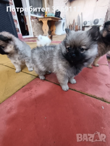 Продавам, снимка 9 - Померан - 52849823