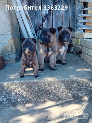Продавам белгийски овчарки , снимка 9 - Белгийска овчарка - 53787310