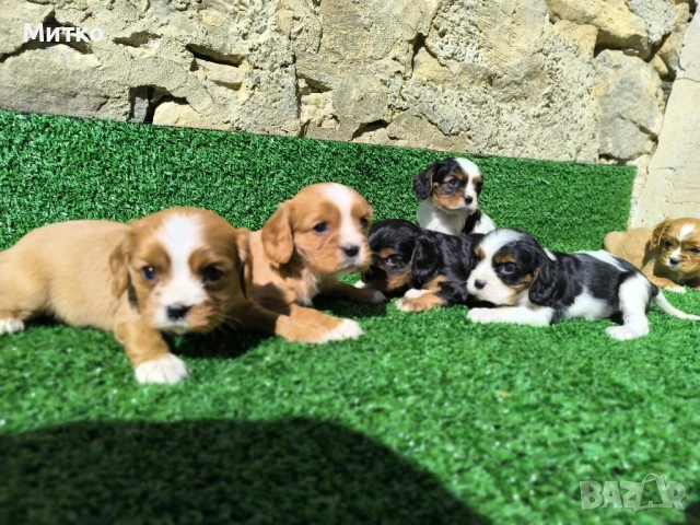 Кавалер Кинг Чарлз шпаньол , снимка 3 - Кавалер кинг чарлз шпаньол - 51169749