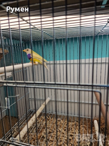 Гулдови амадини чифтове, снимка 12 - Амадини - 52976074