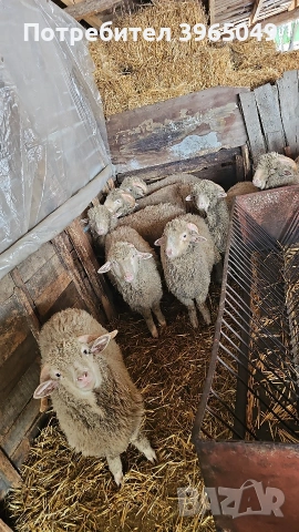 Шилета мъжки на 10 месеца, снимка 3 - Овце - 53581920