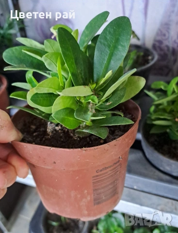 Исусов венец два цвята розов и оранжев , снимка 4 - Градински цветя и растения - 52966653