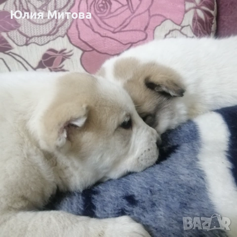 Кученца САО (Алабай) 