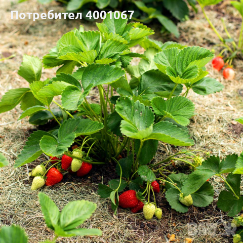 разсади (растения) от градинска ягода за вашата градина от Италия