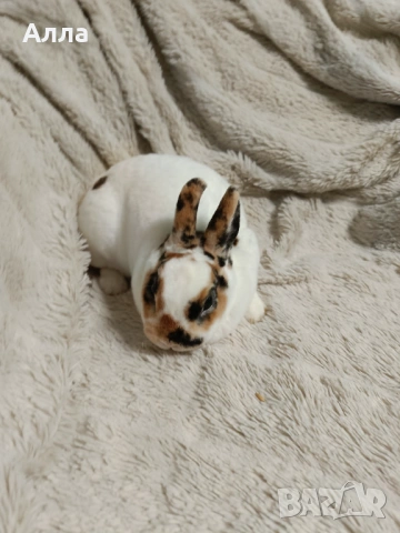 Декоративен Рекс, 2 женски , снимка 2 - Декоративни зайчета - 53831496