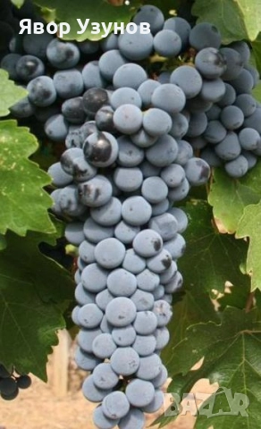 Продавам грозде сорт Каберне,Мерло, снимка 1