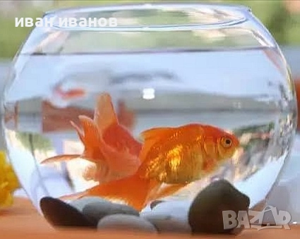 кръгъл аквариум сфера