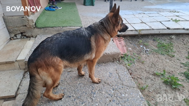 Продава немска овчарка женска, снимка 3 - Немска овчарка - 53807234