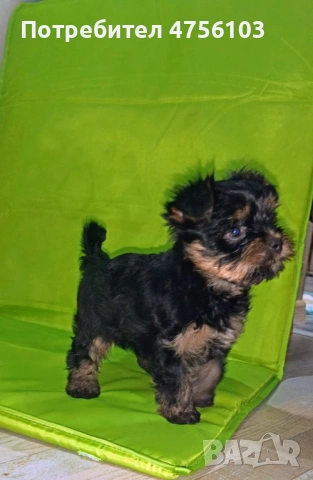 Продавам Йоркширски териерчета, снимка 2 - Йоркширски териер - 53725169