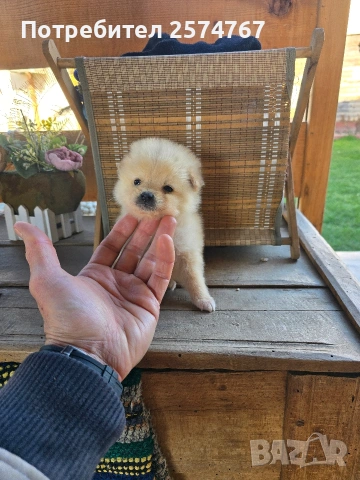 Мини шпицове 