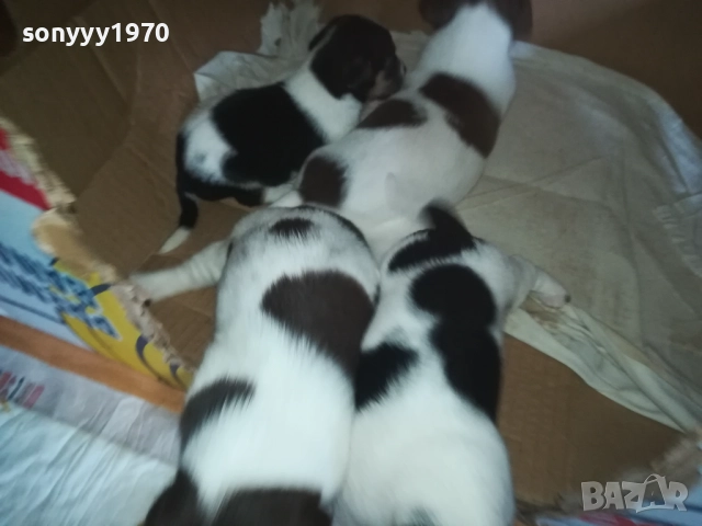 ДЖАК РЪСЕЛ 0509251724, снимка 16 - Джак ръсел териер - 51618265