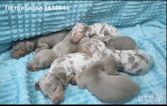 Дакел (мини дакели)