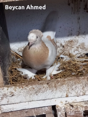 Турски гълъби Мардинлий