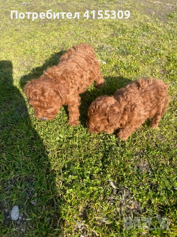 Той пудел , снимка 2 - Пудели - 53752334