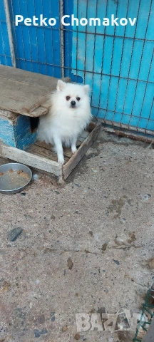 померан, снимка 6 - Шпиц - 53215752