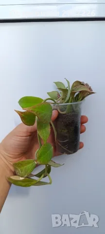 Hoya Sunrise,хоя сънрайз, снимка 5 - Стайни растения - 56018682