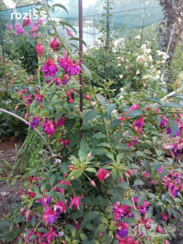 Не вкоренени резници от градинска фуксия, снимка 5 - Градински цветя и растения - 52544012