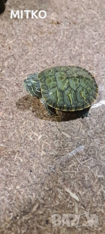 Водна декоративна костенурка