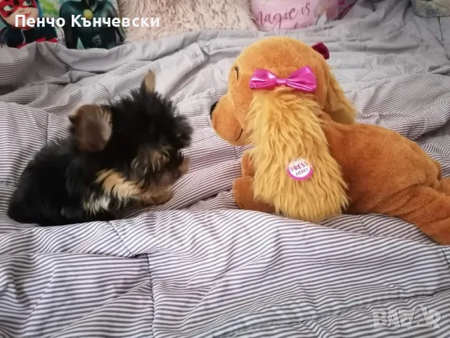 Мини Йоркширски териер, снимка 2 - Йоркширски териер - 47732082