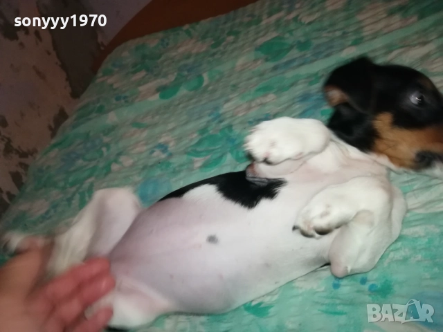 ЖЕНСКО ДЖАКЧЕ НА 90 ДЕНА 2011251700, снимка 6 - Джак ръсел териер - 52482164