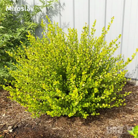 Жълта Бреза Джудже