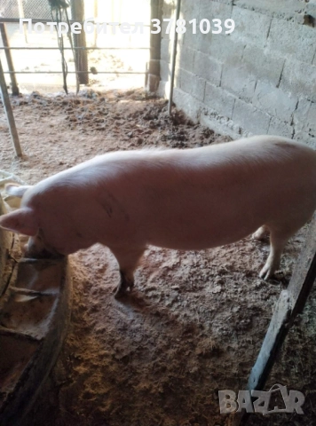 Продавам угоено прасе, снимка 2 - Прасета - 52915136