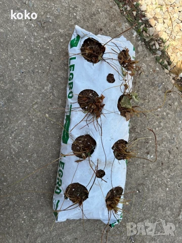 Чували за отглеждане на растения, снимка 3 - Оранжерии - 51148506