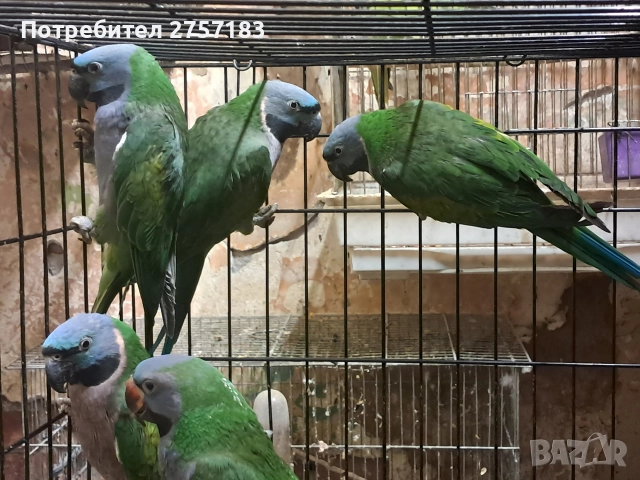 продавам папагали китаиски александар 2023 г 3 женски, снимка 8 - Папагали - 52755430
