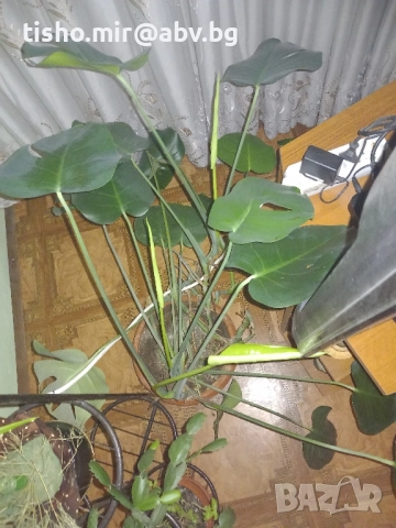 Филодендрон, снимка 3 - Стайни растения - 50517631