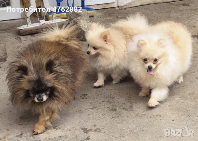 Свободни момичета, снимка 7 - Померан - 53809668