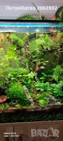 Аквариумни растения , корени .Пакети от много видове., снимка 6 - Оборудване за аквариуми - 41105255