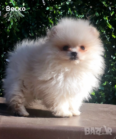 Померан мини мъжки , снимка 3 - Померан - 53647101