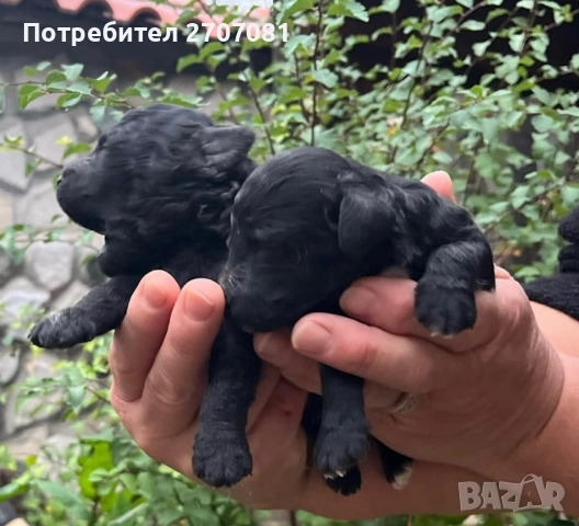 Черни мини пуделчета, снимка 5 - Пудели - 52653411