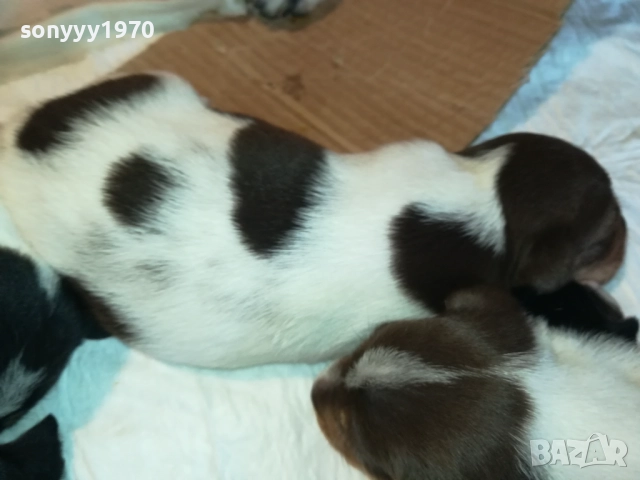 ДЖАК РЪСЕЛ БЕБЕТА-УНИКАЛНИ СЛАДУРИ 2908251855, снимка 5 - Джак ръсел териер - 51536957