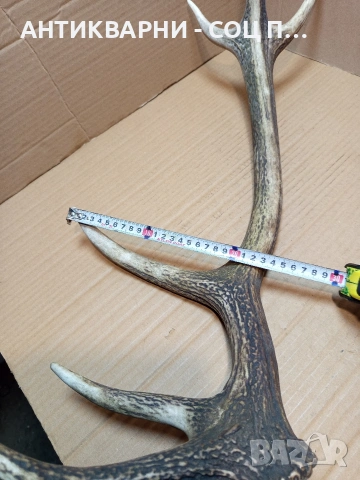 Стар Единичен Еленски Рог Рога Тегло 1.300кг. НОМЕР 705., снимка 8 - Антикварни и старинни предмети - 53500643