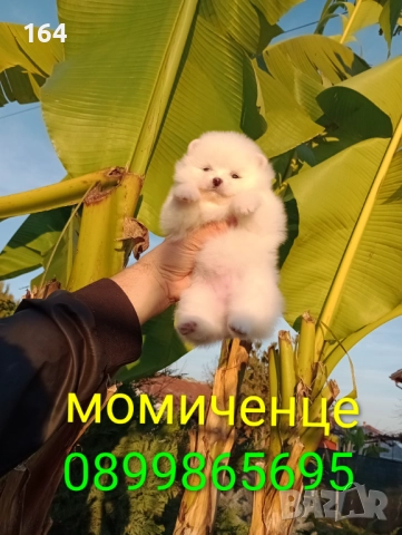 Бели Померани. Реални снимки от днес !!!