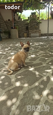 Куче френски мопс, снимка 1