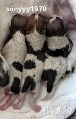 БЕБЕНЦЕ ДЖАК РЪСЕЛ-250ЛВ 1703251624