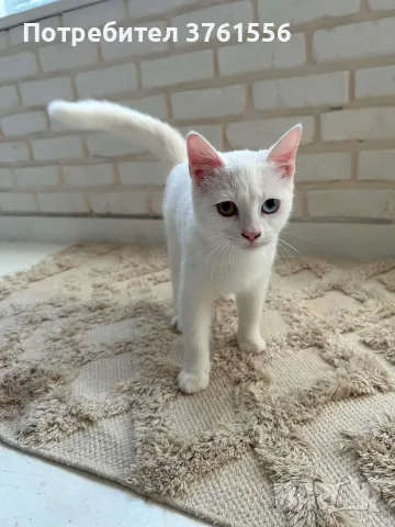 Британско коте с хетерохромия