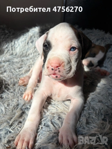 Малки кученца- Боксер, снимка 7 - Боксер - 53726288