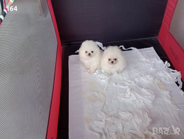 Мини Померани Миниатюрни минита. Момиченце и момченце. Снимки от 24.12.25 г. , снимка 2 - Померан - 52731565