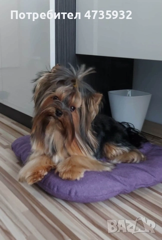 Мини Йоркшир момче и момиче!, снимка 5 - Йоркширски териер - 53453752