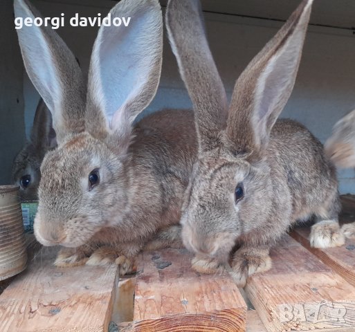 Домашни свободни зайци, снимка 4 - Други - 41344919