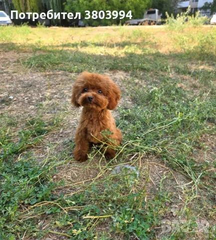 Тйи къп Момченце Той пудел момченце на 5 месеца 