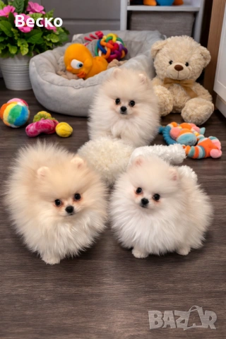 Померан мини мъжки , снимка 6 - Померан - 53768383